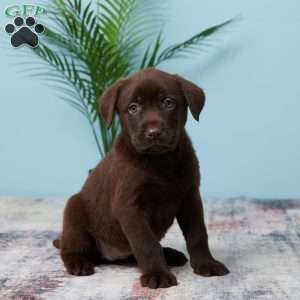 Trixie, Chocolate Labrador Retriever Puppy